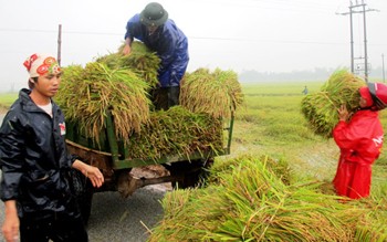 Farmers are rushing to harvest their rice crops to avoid rapidly rising floodwaters after Haitang typhoon lashed the coastal areas of the central province of Ha Tinh (Photo: SGGP)